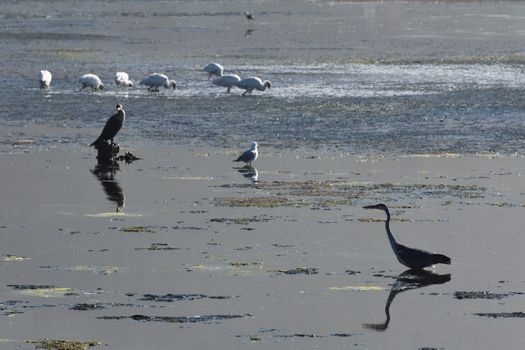 A grey heron (Ardea cinerea) wanders through a coastal river estuary amongst various other birds during early dawn, Mossel Bay, South Africa