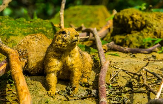 Adorable portrait of a black tailed prairie dog in closeup, cute and popular pet, tropical rodent specie from America