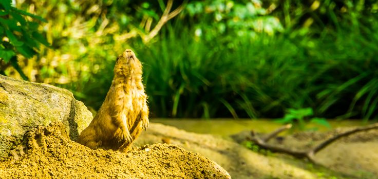 funny portrait of black tailed prairie dog standing up, cute and popular pets, tropical rodent specie from America