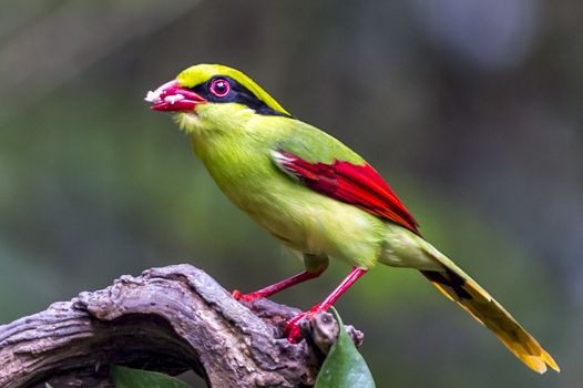 The Yellow-breasted Magpie in Nonggang, Chongzuo of Guangxi, China.