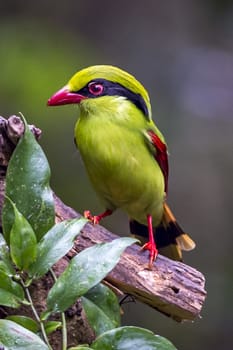 The Yellow-breasted Magpie in Nonggang, Chongzuo of Guangxi, China.