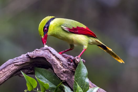 The Yellow-breasted Magpie in Nonggang, Chongzuo of Guangxi, China.