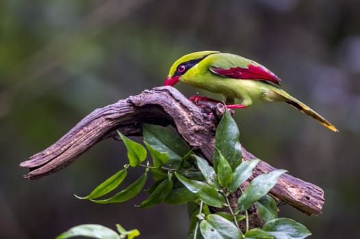 The Yellow-breasted Magpie in Nonggang, Chongzuo of Guangxi, China.