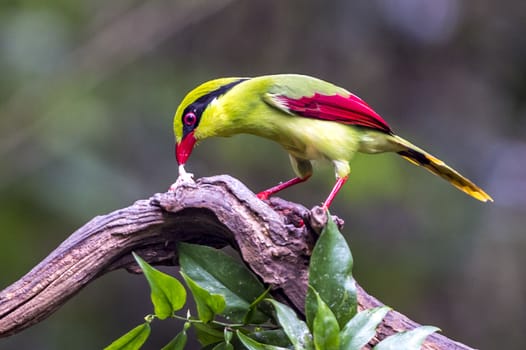 The Yellow-breasted Magpie in Nonggang, Chongzuo of Guangxi, China.