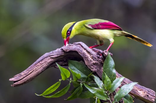 The Yellow-breasted Magpie in Nonggang, Chongzuo of Guangxi, China.