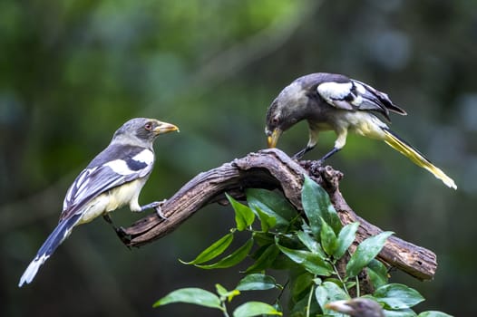 The White-winged Magpie in Nonggang, Chongzuo of Guangxi, China.