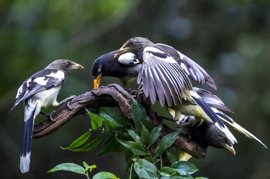 The White-winged Magpie in Nonggang, Chongzuo of Guangxi, China.