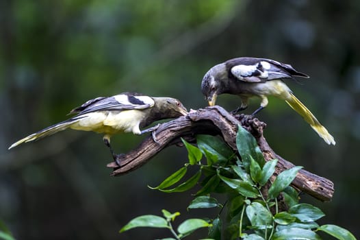 The White-winged Magpie in Nonggang, Chongzuo of Guangxi, China.