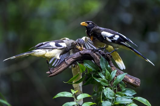 The White-winged Magpie in Nonggang, Chongzuo of Guangxi, China.