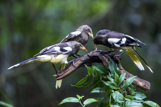 The White-winged Magpie in Nonggang, Chongzuo of Guangxi, China.