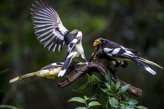 The White-winged Magpie in Nonggang, Chongzuo of Guangxi, China.