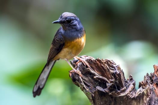 The White-rumped Shama in Chongzuo county of Guangxi, China.