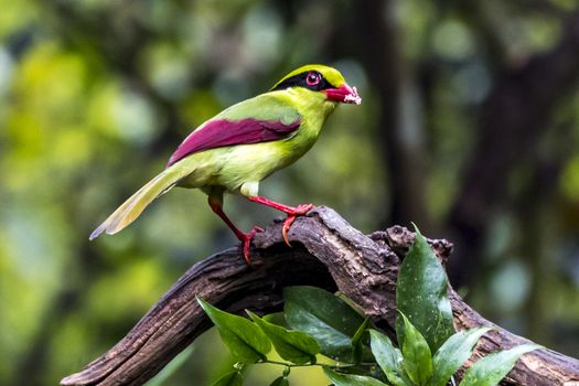 The Yellow-breasted Magpie in Nonggang, Chongzuo of Guangxi, China.