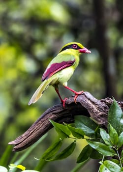 The Yellow-breasted Magpie in Nonggang, Chongzuo of Guangxi, China.