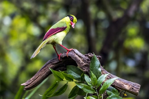 The Yellow-breasted Magpie in Nonggang, Chongzuo of Guangxi, China.