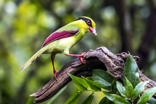 The Yellow-breasted Magpie in Nonggang, Chongzuo of Guangxi, China.