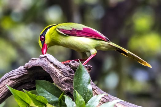 The Yellow-breasted Magpie in Nonggang, Chongzuo of Guangxi, China.