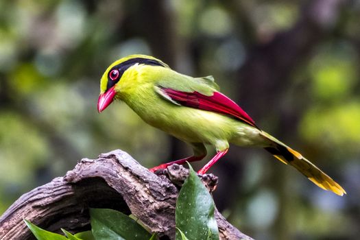 The Yellow-breasted Magpie in Nonggang, Chongzuo of Guangxi, China.