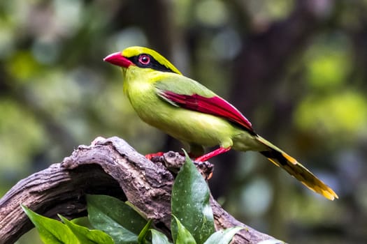 The Yellow-breasted Magpie in Nonggang, Chongzuo of Guangxi, China.