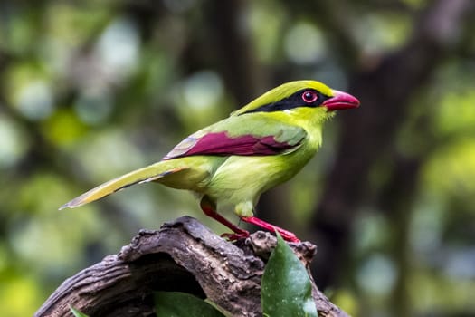 The Yellow-breasted Magpie in Nonggang, Chongzuo of Guangxi, China.