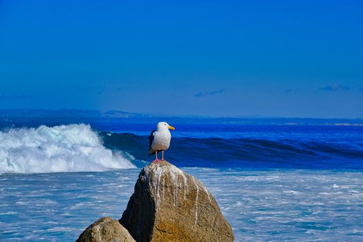 Seagull Posing on Rock with Surf in Background