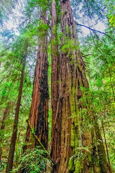 Sun Breaking Through Redwood Canopy in Muir Woods