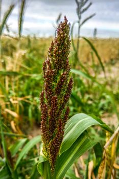 Barnyard millet. Echinochloa esculentaor Japanese millet. Nature