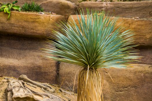 yucca tree in closeup, tropical plant specie from the desert of America