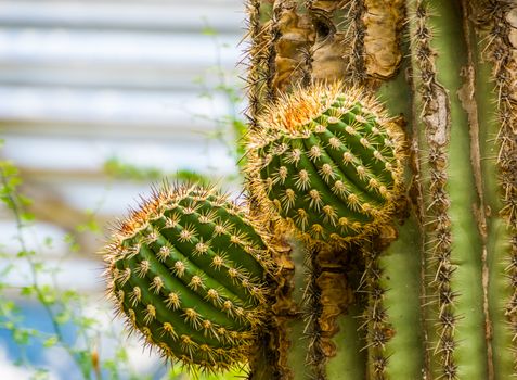 big cactus growing new branches, growth process of a cactus tree, tropical nature background