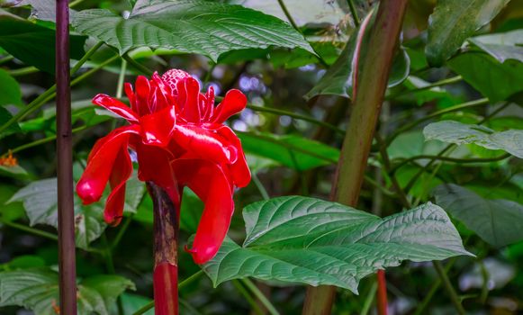 closeup of a ginger torch lily, popular tropical plant specie from Asia