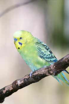 Budgerigar (Melopsittacus undulatus) is a small parrot occurring in Australia