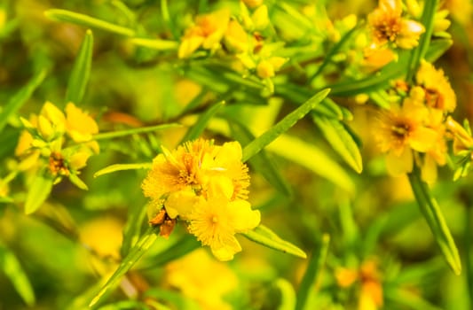 macro closeup of the yellow flowers of a kalm's st. johns wort bush, popular tropical ornamental plant specie from America