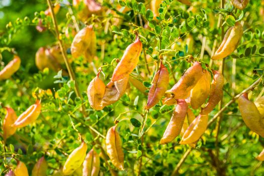 bladder senna bush, tropical plant with many seed pods, exotic specie from Europe and Africa