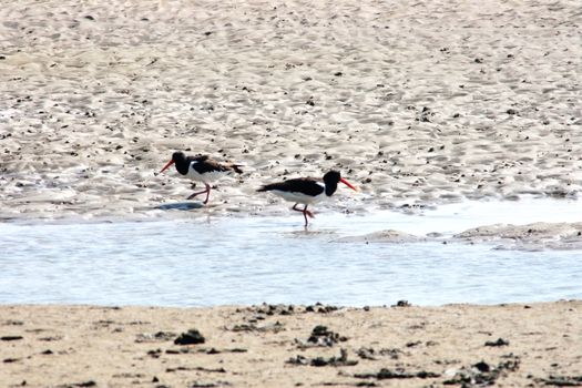 Two oystercatchers (Haematopus ostralegus) searching for food