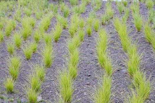 Green ornamental grass in series on slate floor