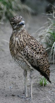 A Cape Triel (Burhinus capensis) a in Africa occurring bird