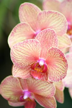 A close up of a beautiful pink orchids bloom