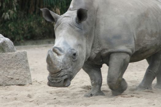The white rhino (Ceratotherium simum) an endangered species