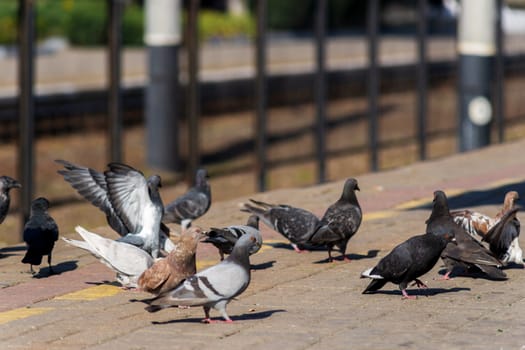 Pigeons on the edge of the railway platform.