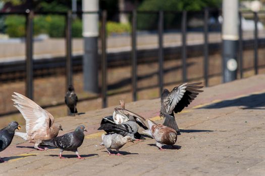 Pigeons on the edge of the railway platform.