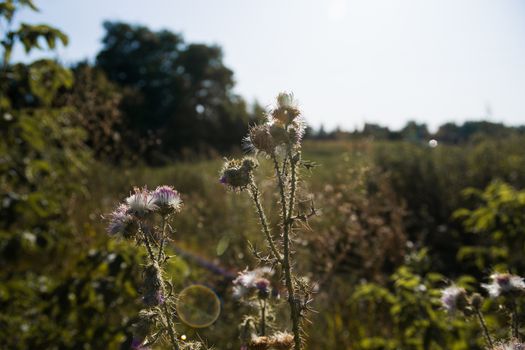 Thistle closeup on the field with blurred background.