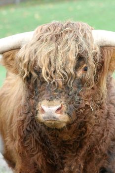 A male Scottish Highland Cattle from the front