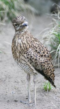 A Cape Triel (Burhinus capensis) a in Africa occurring bird