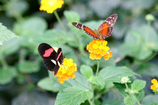 A very nice colorful butterfly