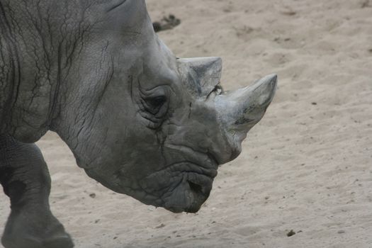 The white rhino (Ceratotherium simum) an endangered species