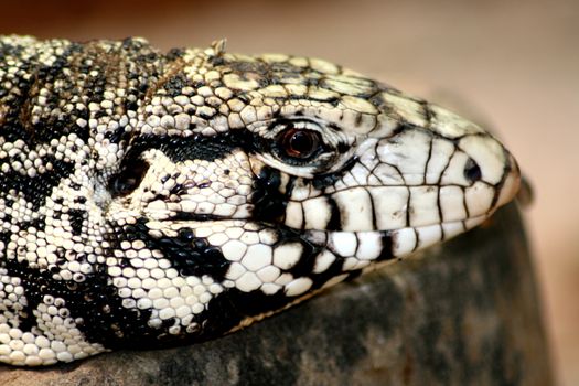 Portrait of a Gila Monster (Heloderma suspectum)