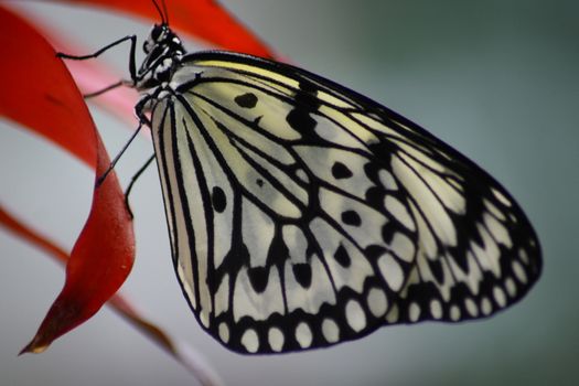 A very nice colorful butterfly