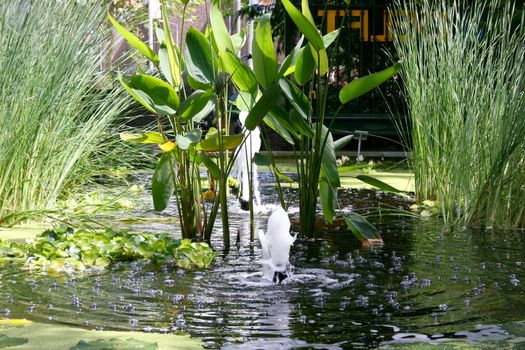 a small pond with a water feature