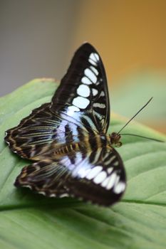 A very nice colorful butterfly