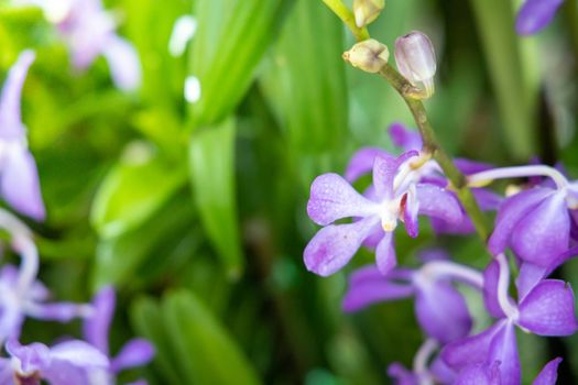 Beautiful blooming orchids in forest, On the bright sunshine